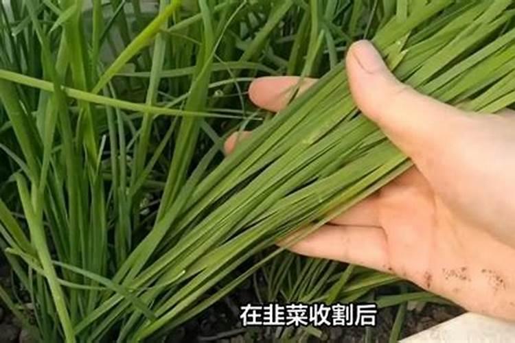 刚出苗的韭菜太细怎样管理 刚出苗的韭菜太细应该怎样管理