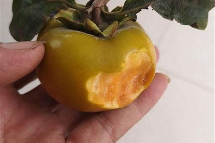 柿子树喜肥吗,喜欢施什么肥料