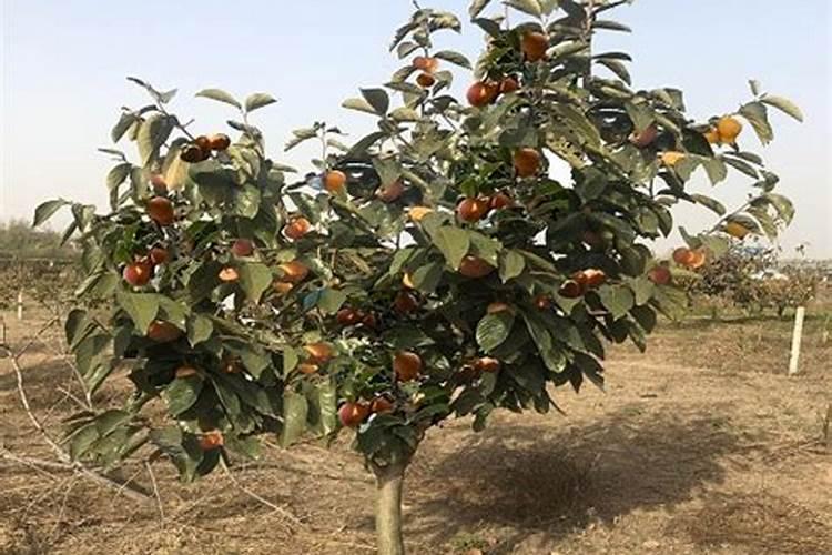 柿子树最好的肥料是什么？