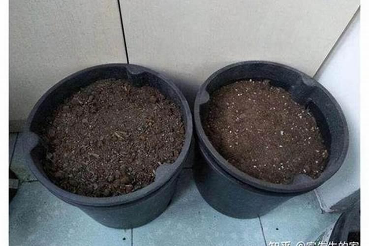 小麦没用底肥怎么办 后期如何合理追肥