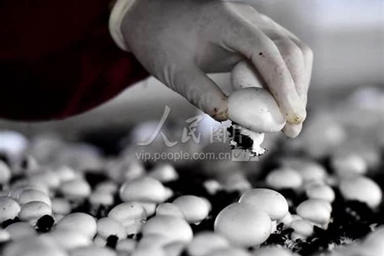 中药材水溶肥什么牌子的好？水溶肥怎么用？水溶肥市场价多少钱一包？