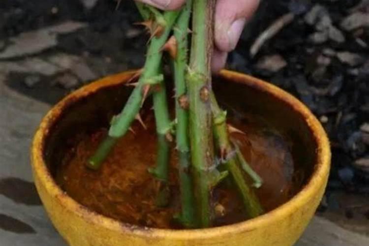 吊兰能施复合肥吗