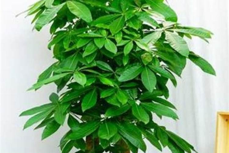 脐橙施肥能用蚯蚓粪吗？