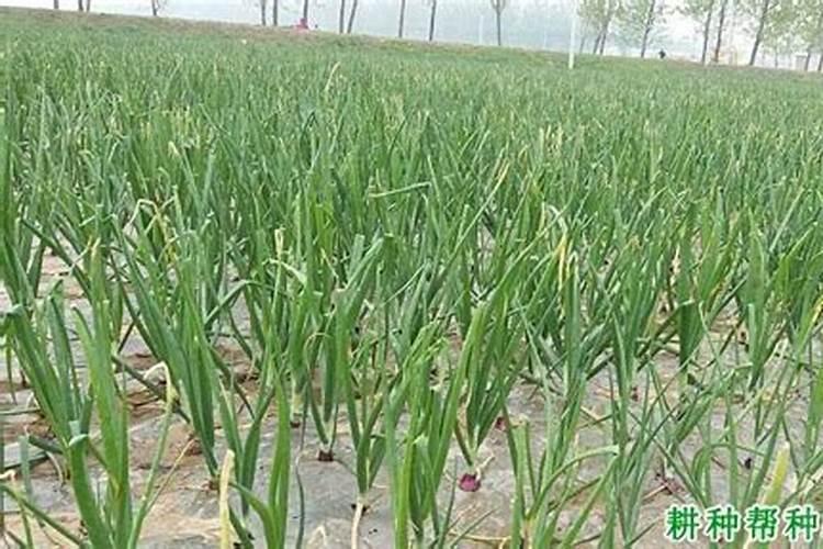 硼肥对红薯有什么作用 最佳使用时间