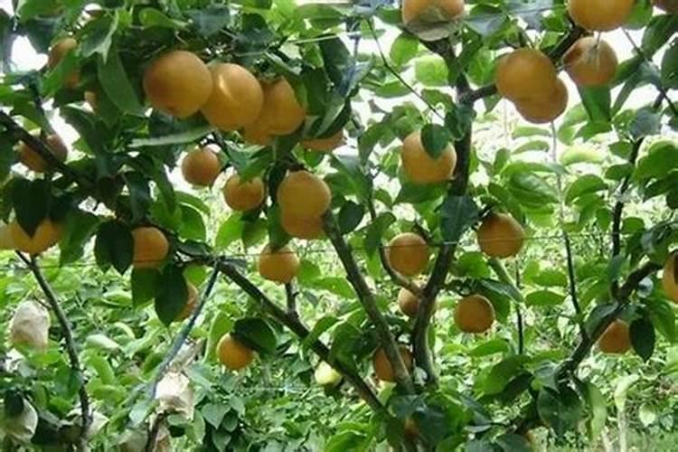 梨树施肥的最佳时间 梨树什么时候施肥