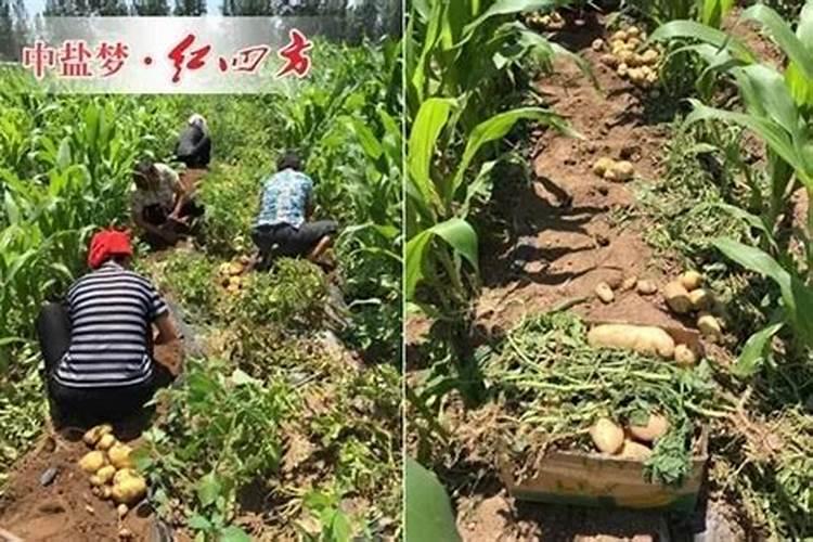 辣椒施什么肥好