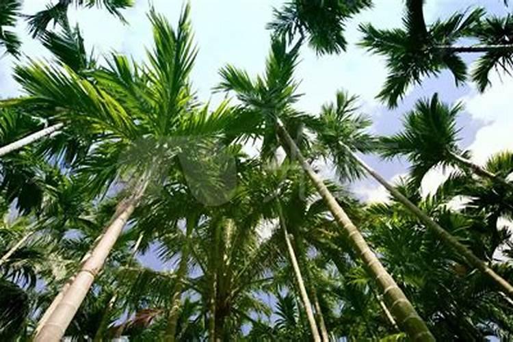 庭院绿化维护方法有哪些