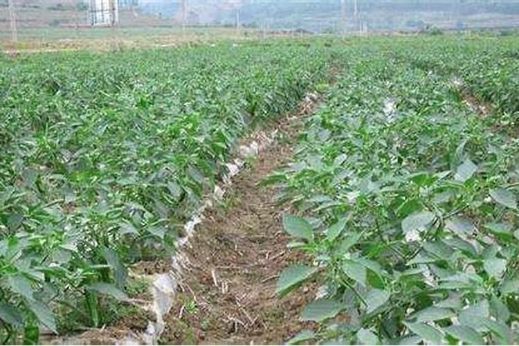 种辣椒用什么肥料