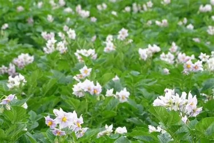 马铃薯延薯4盛花期用喷矮壮素吗