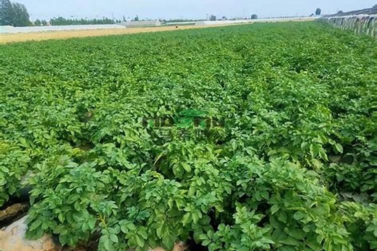 西瓜可以喷药授粉吗？