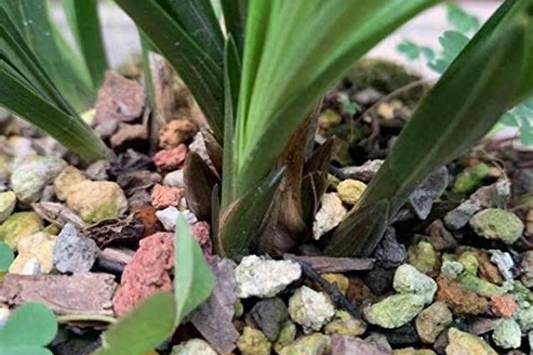 硼砂应该什么时间喷施樱桃上,听说施用硼酸更好一些是吗？