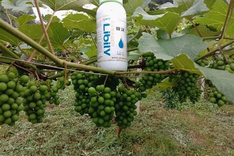 果树水溶肥的使用方法,如何施效果好