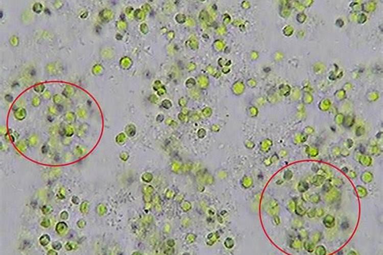 球藻如何繁殖？