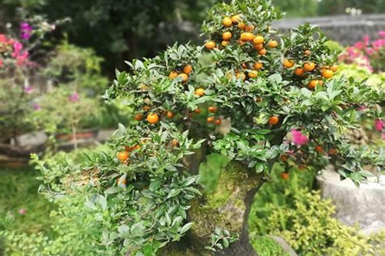 茶花多久施一次肥