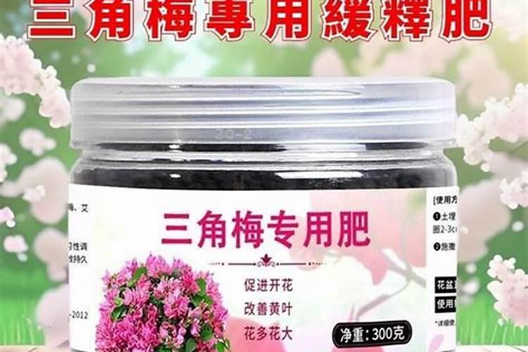 三角梅使用什么肥料爆长新根