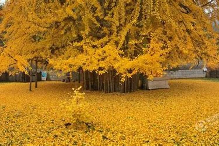 今年刚栽植的25公分银杏树,叶子边缘开始枯萎,怎么防治？