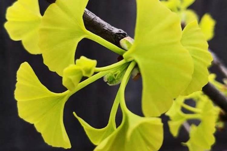 银杏树怎么叶面喷肥？