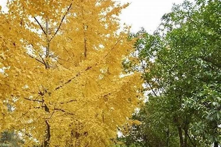 银杏盆栽适合在家养吗 银杏盆栽在室内养好吗