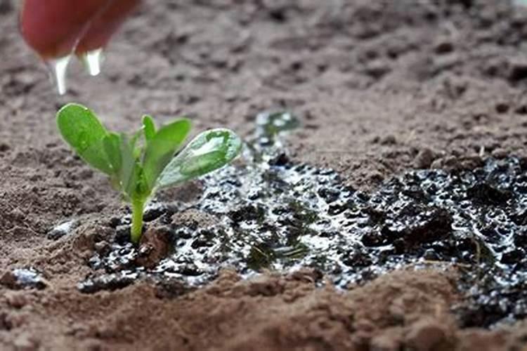 含钾水果蔬菜食物表