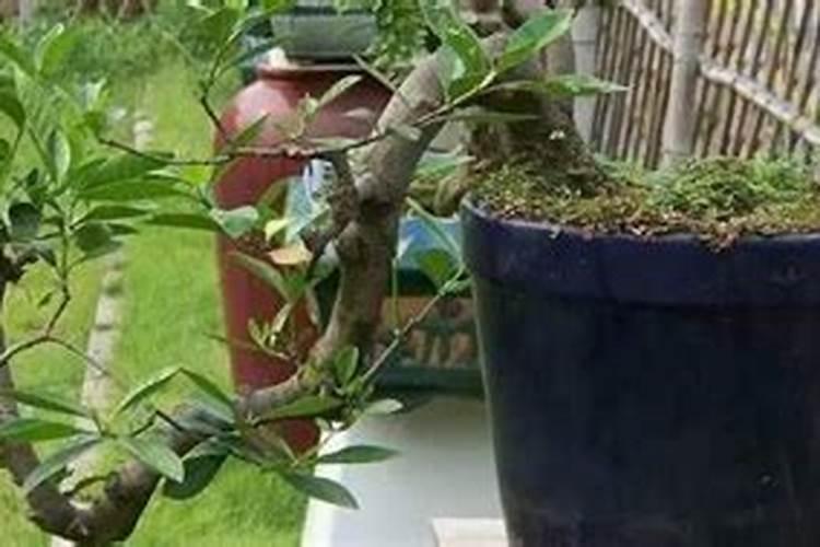 进入四月份以后,应该如何管理多肉植物呢？