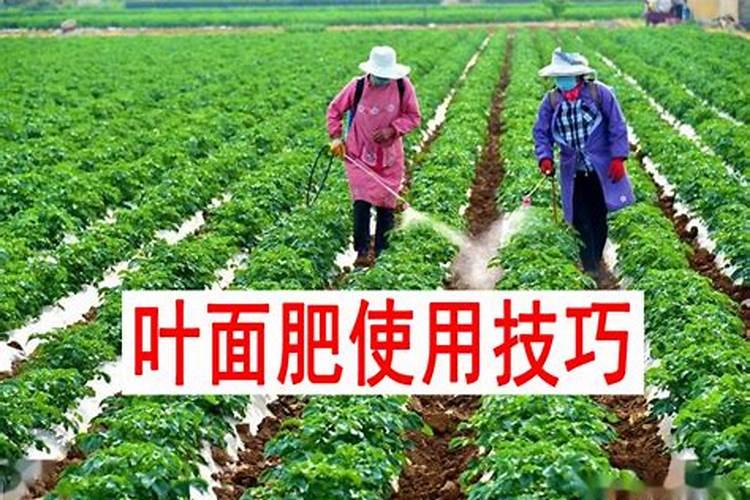 富硒叶面肥怎样喷水稻可以产富硒大米