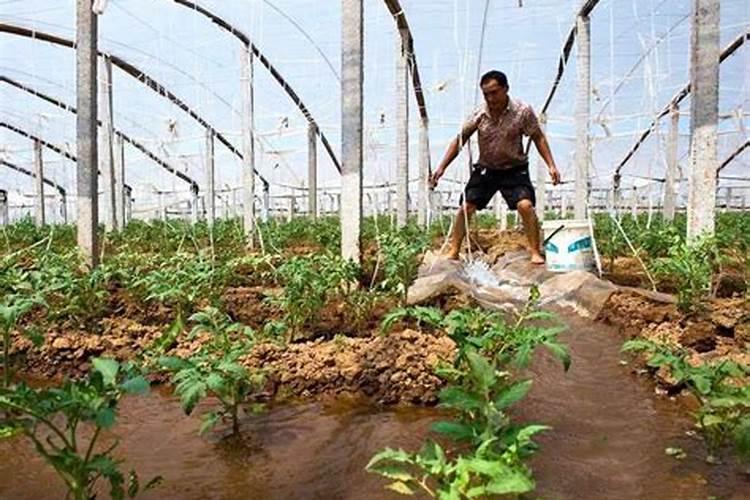 稻花香2号水稻标准化栽培技术水稻怎么养殖