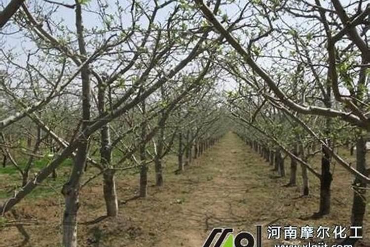 稻花香水稻肥的使用方法与注意事项