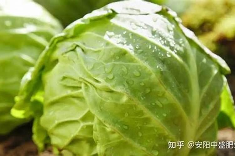 目前最好的秋白菜品种