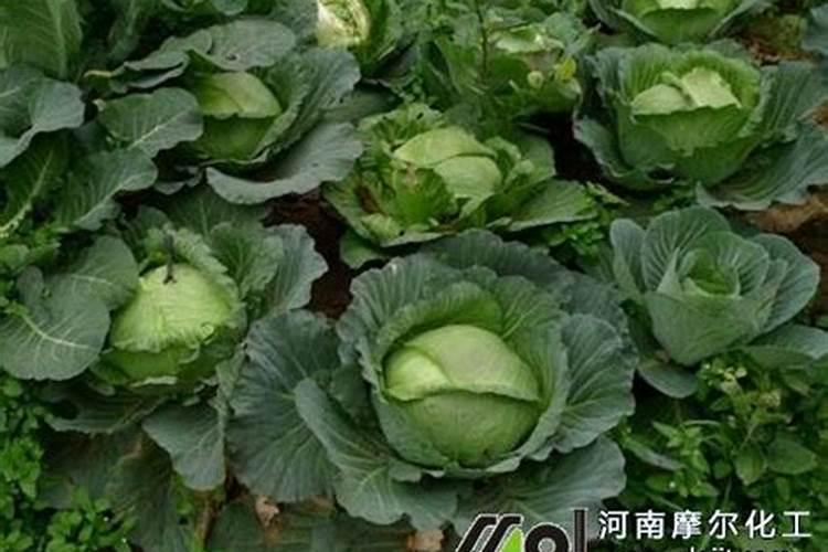 包菜种植技巧