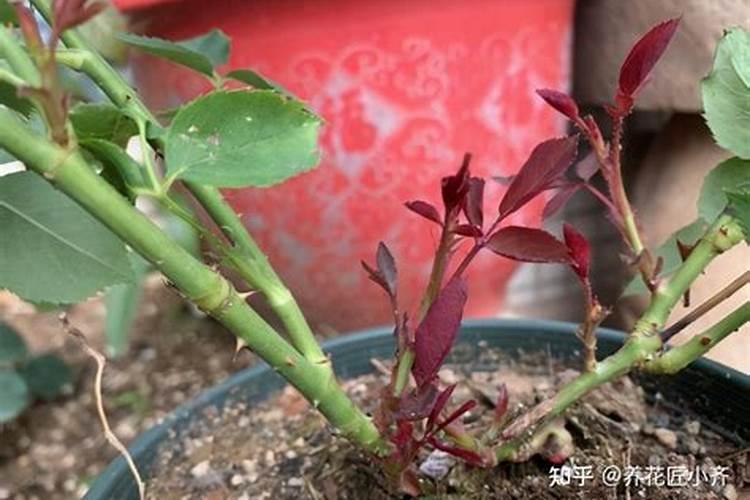 如何让月季多开花