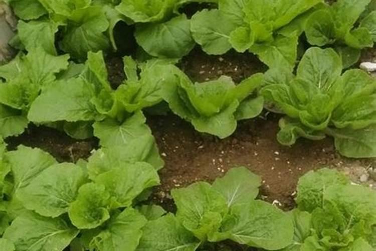 氮肥有什么作用