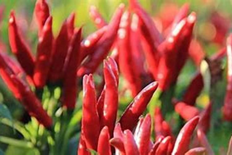 磷酸二氢钾叶面肥配方