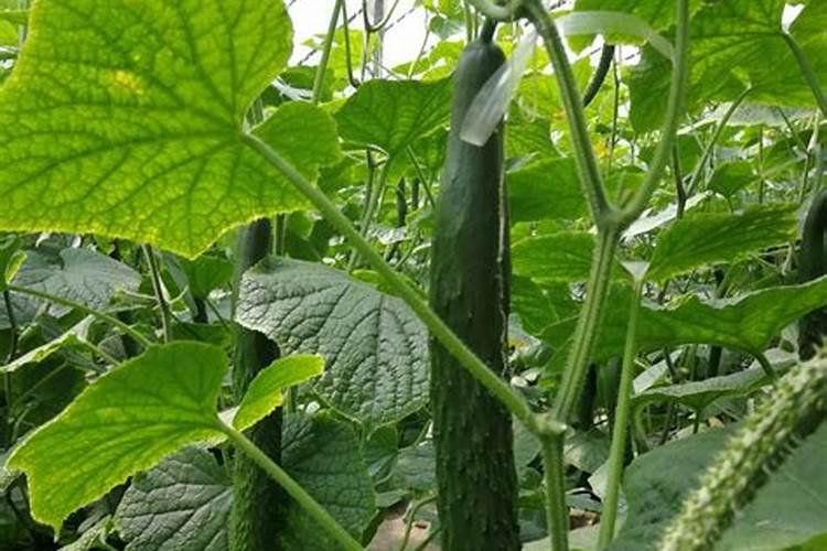 西红柿开花期如何浇水施肥