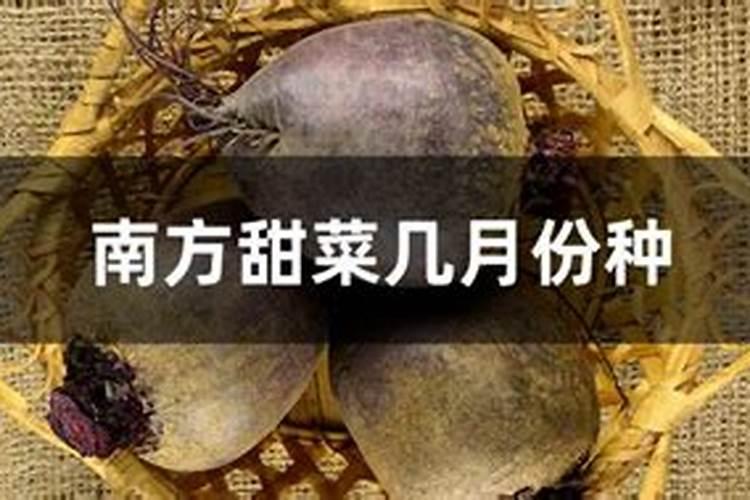 绿叶植物用什么肥料