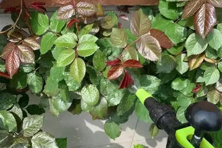 大白菜的营养含量比例