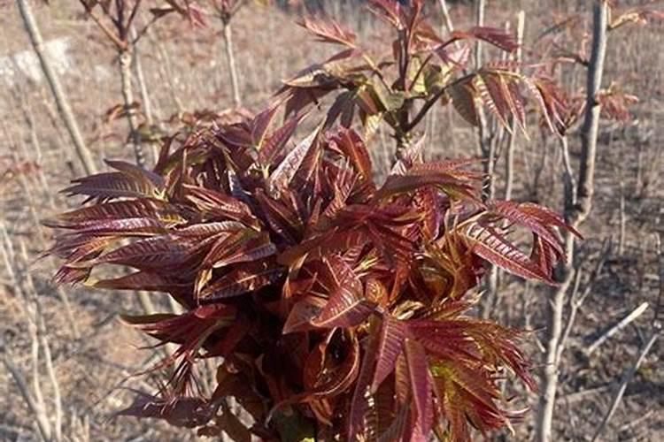 矿源黄腐酸钾浇兰花多少倍合适？