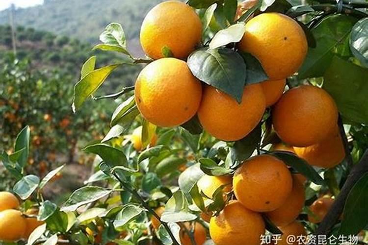 沃柑浇水肥早上还是傍晚好？