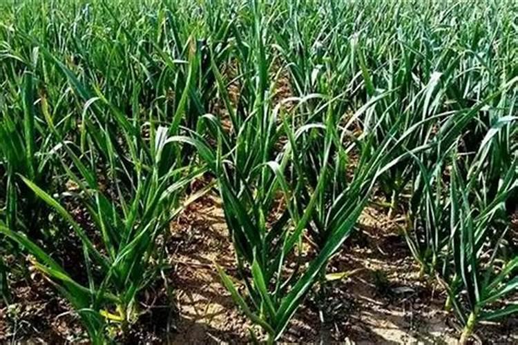 小番茄盆栽如何种植