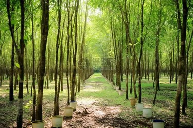 橡胶树用什么肥料好？