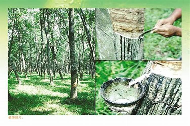 橡胶树喜欢化肥吗？你喜欢用什么肥料？