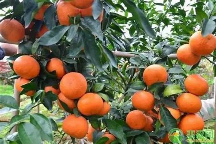 沃柑挂果全年管理技术 沃柑挂果全年管理技术有什么