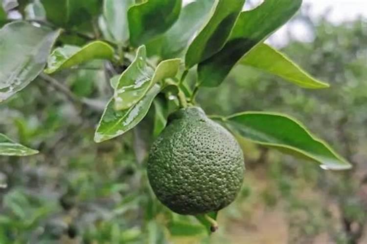 柑橘为什么会缺乏微量元素 该如何补充