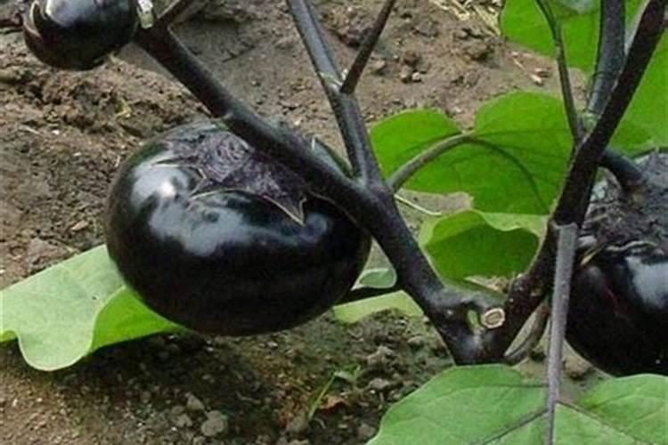 种茄子用什么肥料比较好？