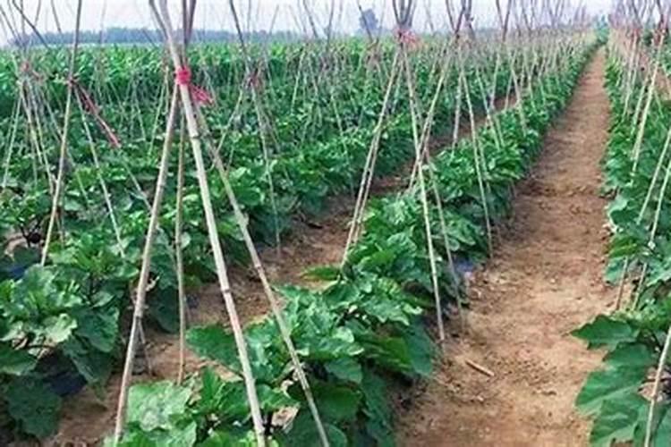 茄子如何进行叶面施肥？