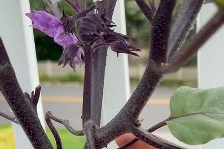 茄子长的慢喷什么叶面肥好？