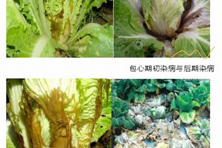 蔬菜专用叶面肥厂家现货供应？叶面肥怎么用效果好？