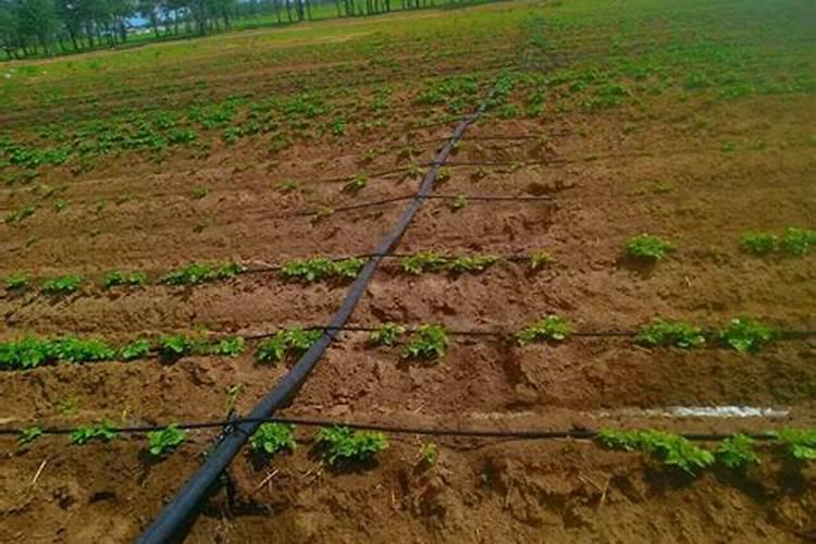 水溶肥知名品牌有哪些？