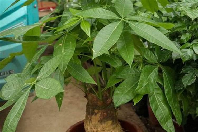 巧棵力水溶肥在芹菜上的效果如何？