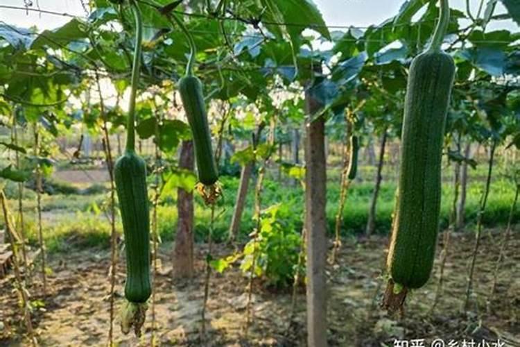 冲大棚油桃的水容肥能冲芹菜吗？