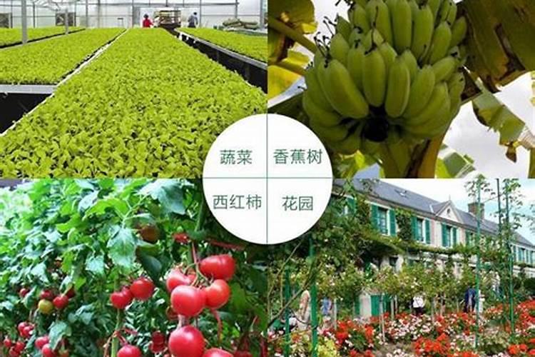 土豆用什么肥料最佳